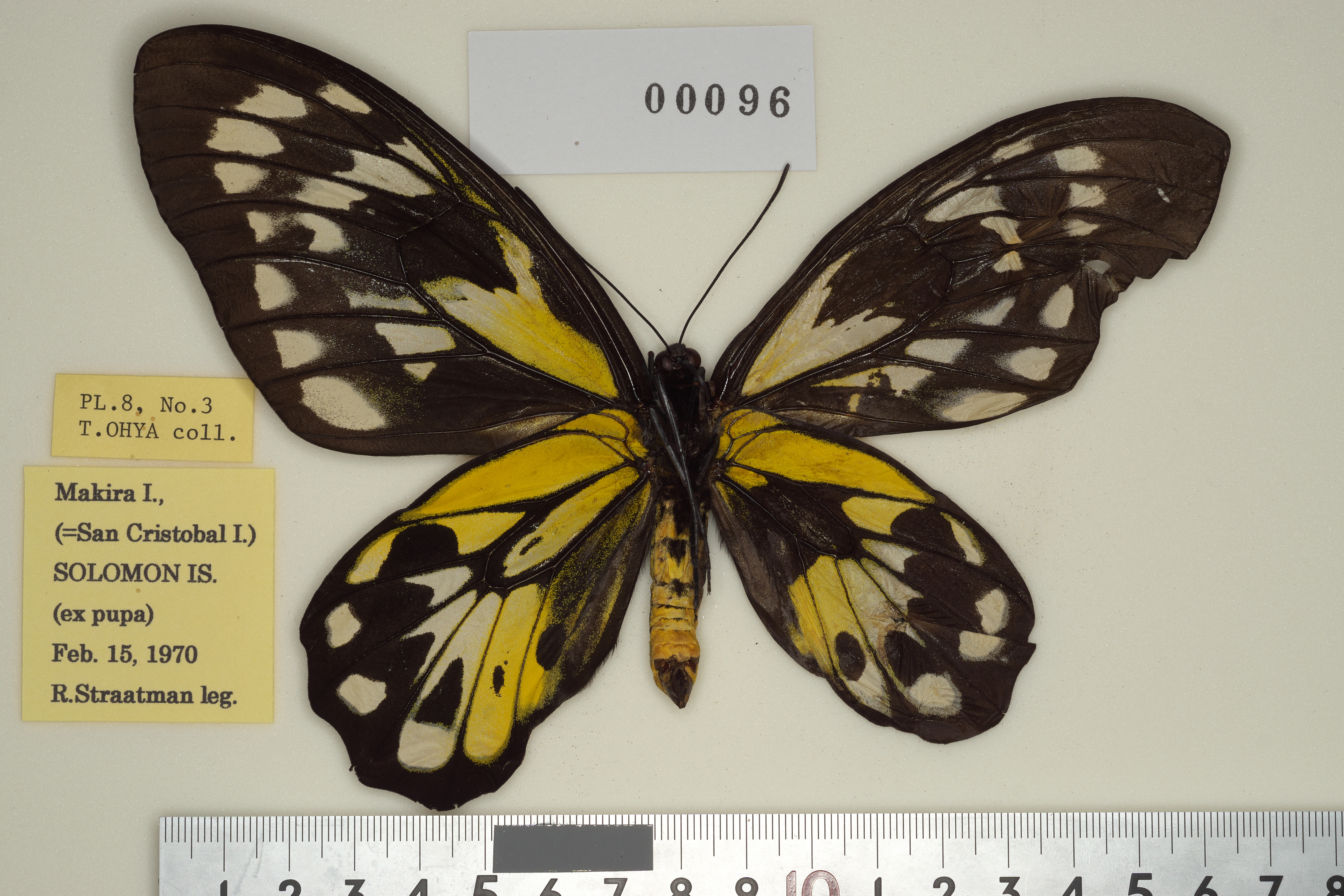 009-00096 | トリバネアゲハデジタル大図鑑（大屋崇コレクション）